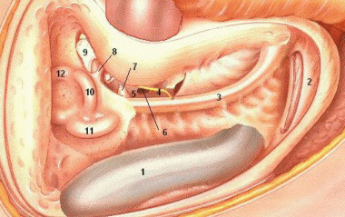 Surgical view